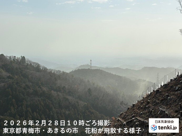スギ花粉の飛散が広くピーク 明日2日も近畿～関東で大量飛散 飛散量が減る日は?