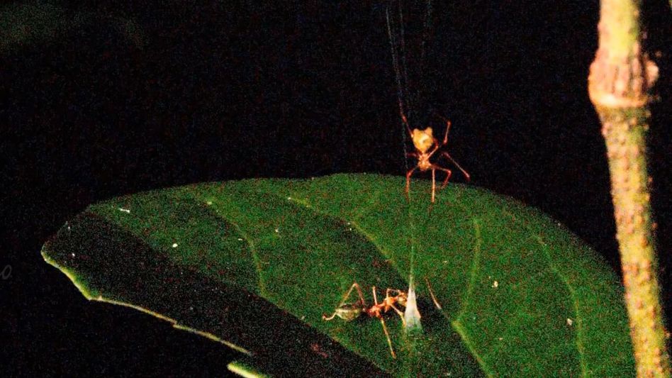 「バネ仕掛けのわな」を作ってアリを捕獲するクモが発見される
