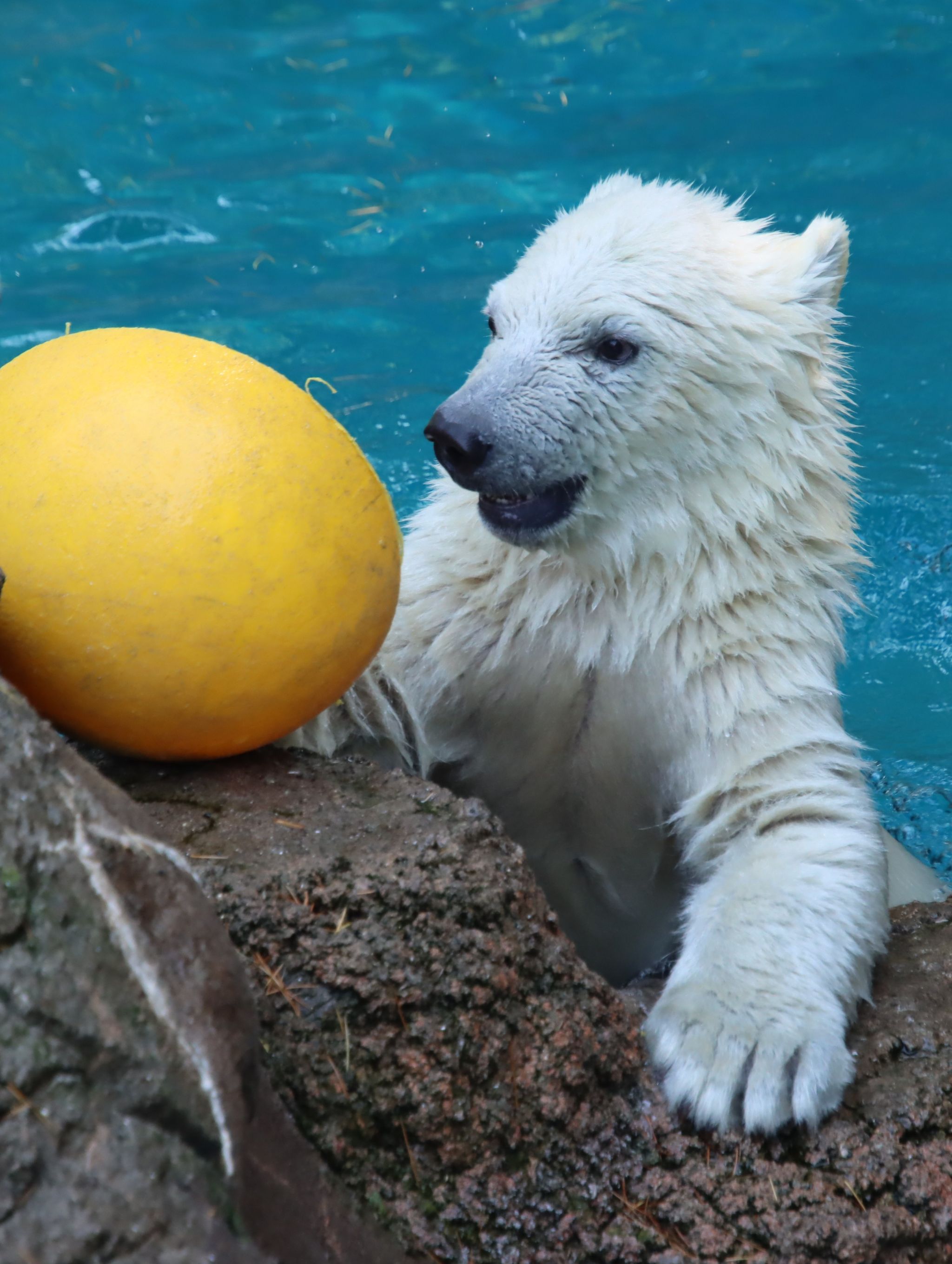 走ってダイブして元気いっぱい！横浜の動物園でホッキョクグマ赤ちゃんお披露目に大行列 「ようやくひと安心」と語る飼育担当の思いを取材