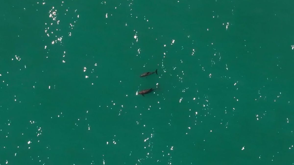 メキシコ原産のネズミイルカ、10頭以下に減少 救える望みはあるか