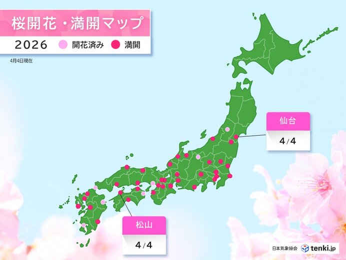 今日4日は仙台・松山で桜が満開 雨にも負けず桜前線は北上