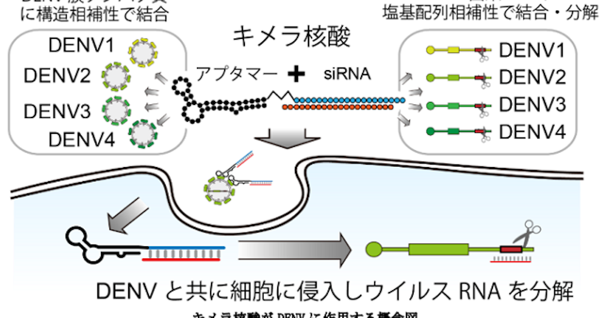 東大・リボミック・早大、「多機能キメラ核酸によるデングウイルス増殖抑制」について発表