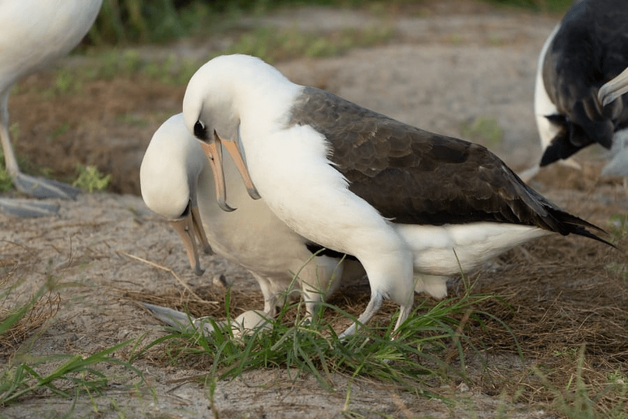 【74歳で恋愛出産】世界最高齢の鳥「ウィズダム」が卵を産んだと判明！