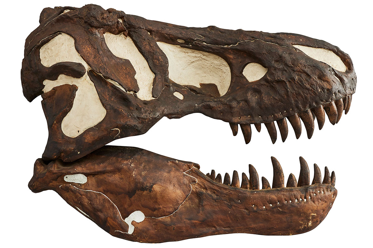 非鳥類恐竜類の絶滅に関する議論はなぜいまだに決着しないのか（對比地孝亘／古脊椎動物研究者）（ナショナル ジオグラフィック日本版）