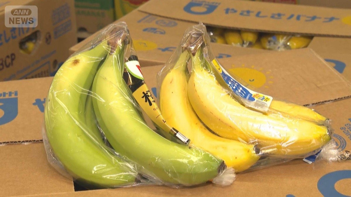 「黄色く熟成できない」バナナ出荷停止の恐れ 中東情勢長期化でエチレンガス入手困難