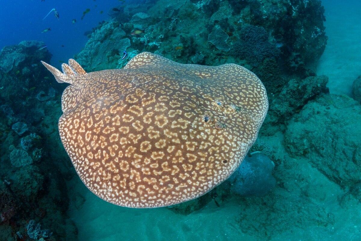 〈目撃〉ホホジロザメもイタチザメも撃退、シビレエイの驚異の防御術が判明 「強力な一撃」