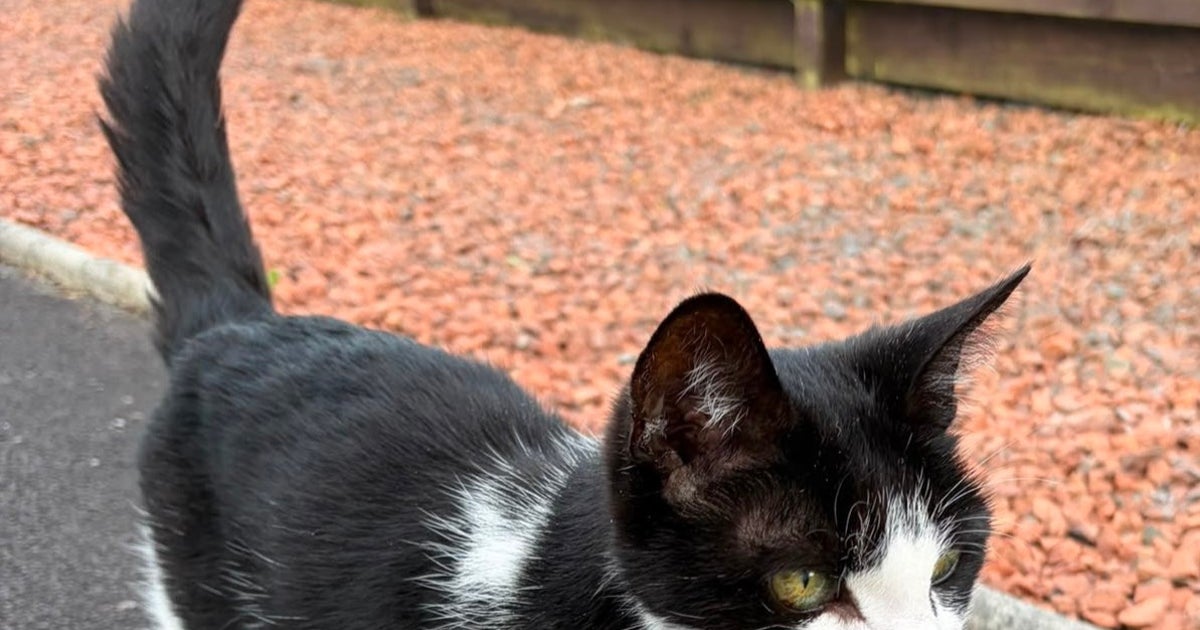 白黒猫だと思っていたのに…！光に照らされ現れた模様に驚き⇒「これは大発見」「う、うちもです！」と反響