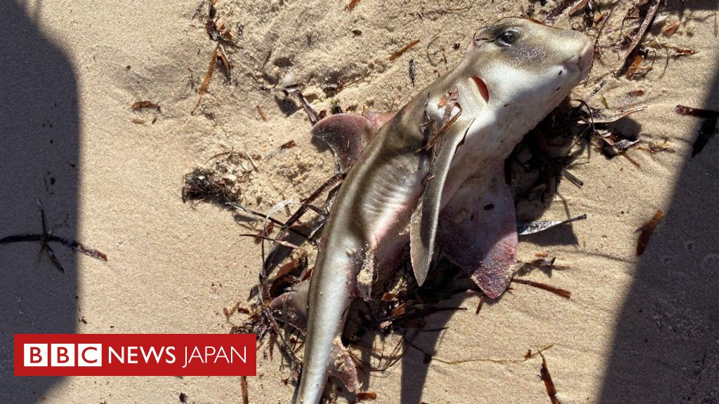 「有毒な藻」が大発生、200種超の海洋生物が死ぬ 南オーストラリア州沖