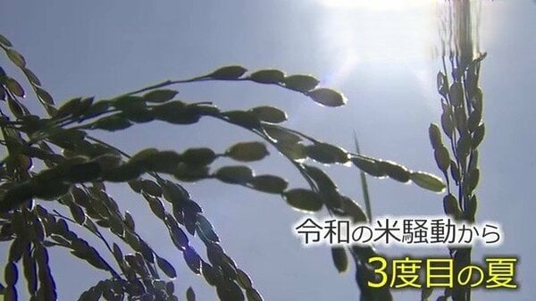 農家「早くやめた方が勝ち」新米の”買い取り価格”が急落 JA福井県コシヒカリ内金は60キロ1万7000円 「令和の米騒動」が生んだ「コメ余り」