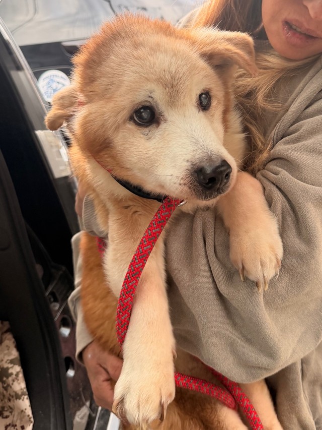 飼い主が亡くなり、ゴミ屋敷に1ヶ月放置された老犬2匹を保護「この子たちは何も悪くない」壮絶な現場の実態（まいどなニュース）