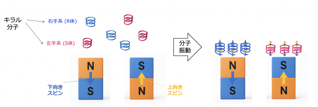 電流なしで磁石に吸着！らせん状キラル分子の新原理を発見 ―不斉合成や分子生物学への応用に期待―