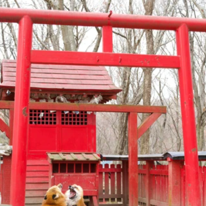 「リアルお稲荷さん！？」2匹のキツネが鳥居の横で、取っ組み合い「相撲してるの可愛すぎ」｜まいどなニュース