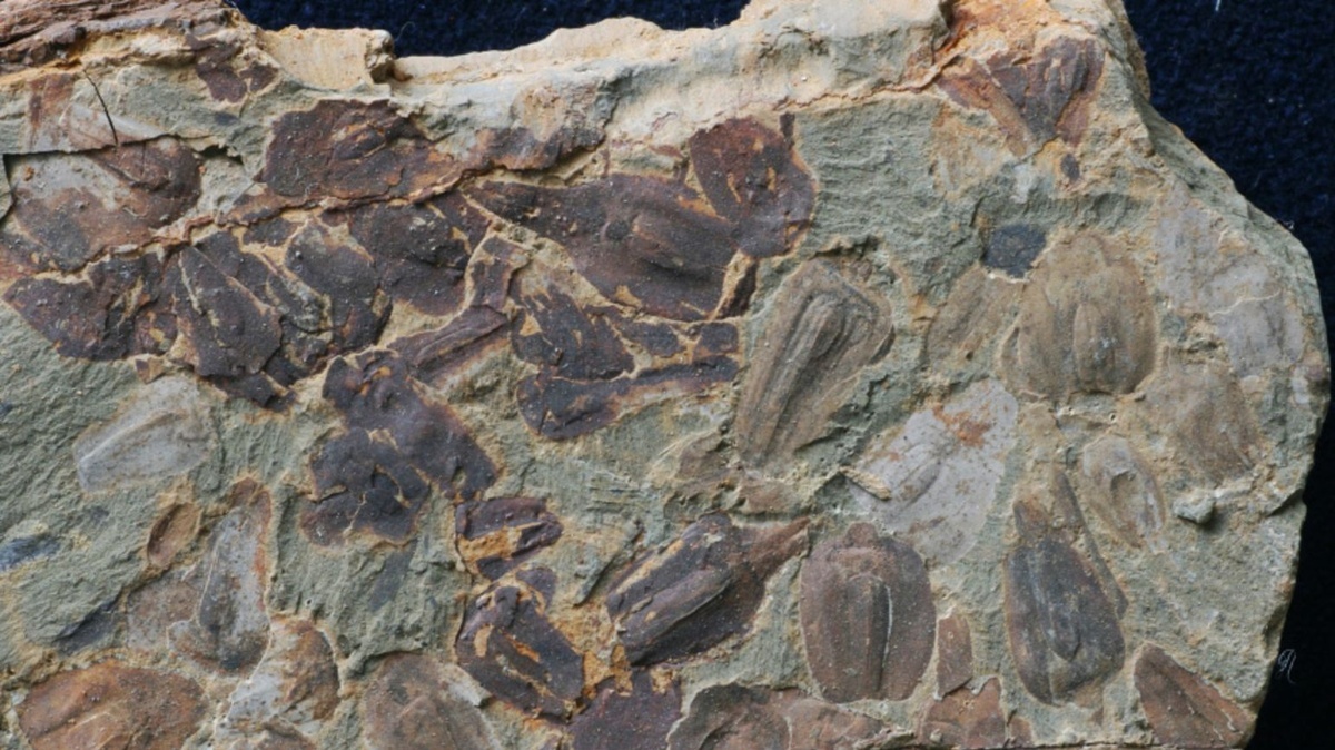 「大絶滅」で生命の９割が死滅、その後５００万年にわたって猛暑 新たな化石がその理由を解明