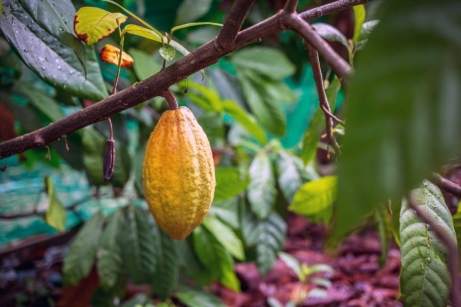 チョコ好きな人類によって、とある巨大甲虫が絶滅の危機に瀕していた (2/2)