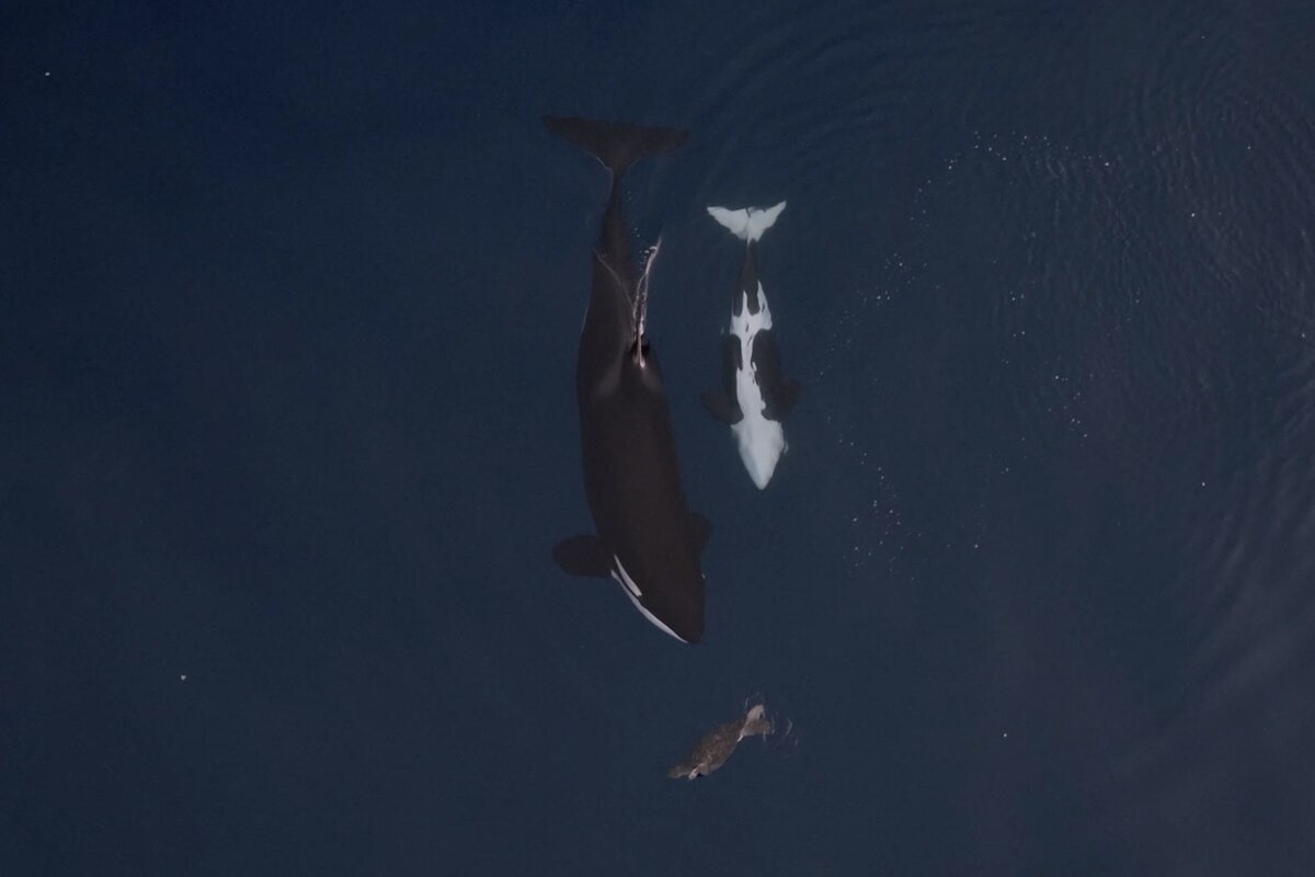 〈目撃〉母シャチが子の前でウミガメ狩り、すぐに仕留めずもてあそぶ いったいなぜ？