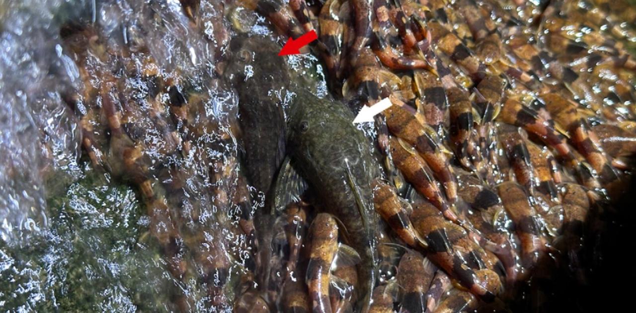 超レアすぎる数千匹のナマズたちによる岸壁のぼりがあまりにもすごい