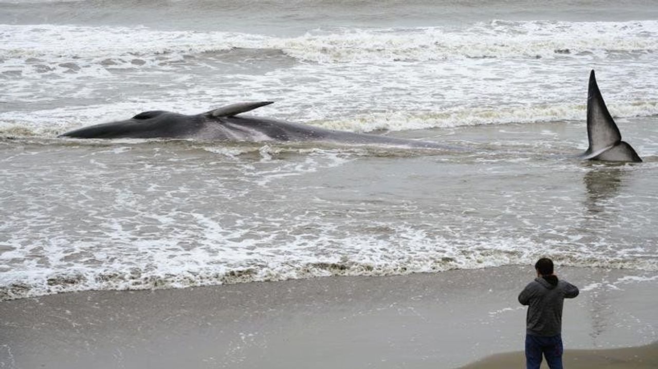 千葉の海岸にまたクジラ 驚きの声