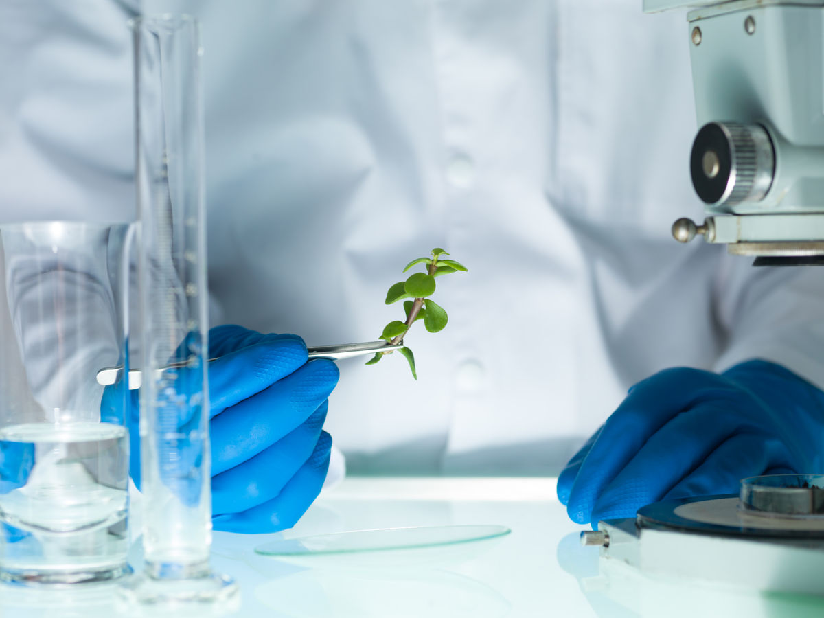寄生植物の「自殺」を誘発する研究とは
