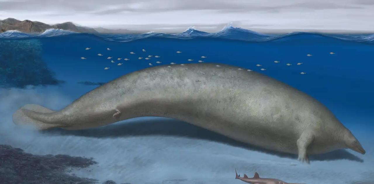 最重記録更新⁉ 昔の地球には体重375トンのいきものがいた