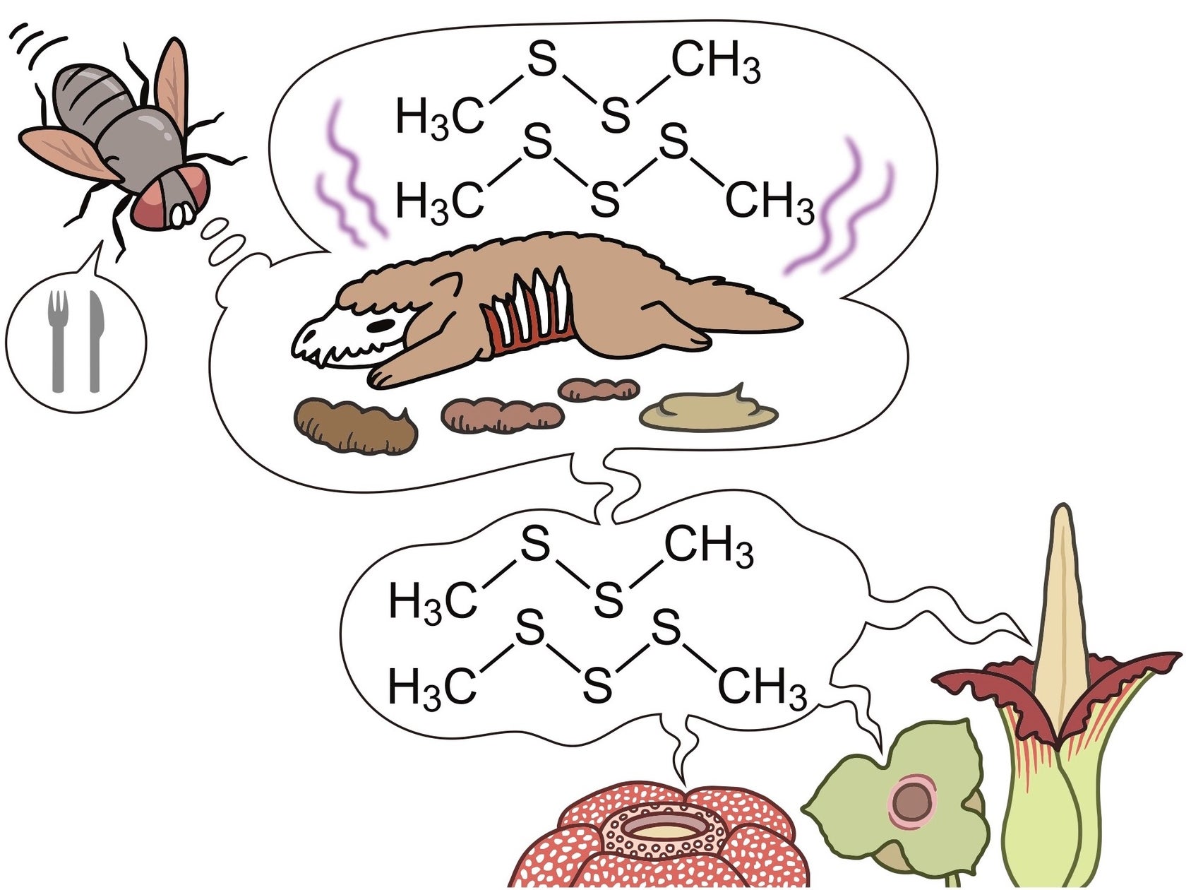 【国立科学博物館】あえて「臭く」進化した花たちのニオイを生み出す仕組みを解明-虫を呼ぶために複数の植物で収斂進化していた！-