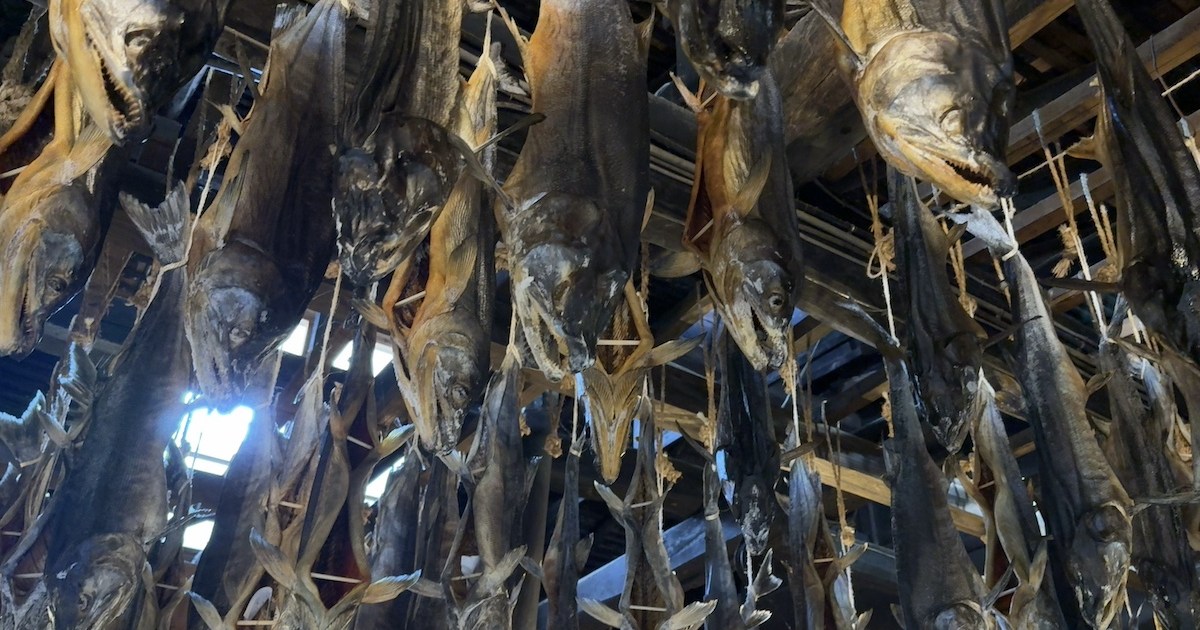 探していた写真はこれだ!! 鮭に切腹をさせない新潟県村上市で一流の鮭料理を食べる