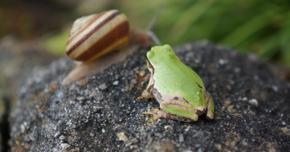 じつは「人の手が関わっていた」…雑木林や里山で「多くの種が絶滅に瀕している」ことと、「放牧による砂漠化」に通じる、からくりの中身（ブルーバックス編集部）