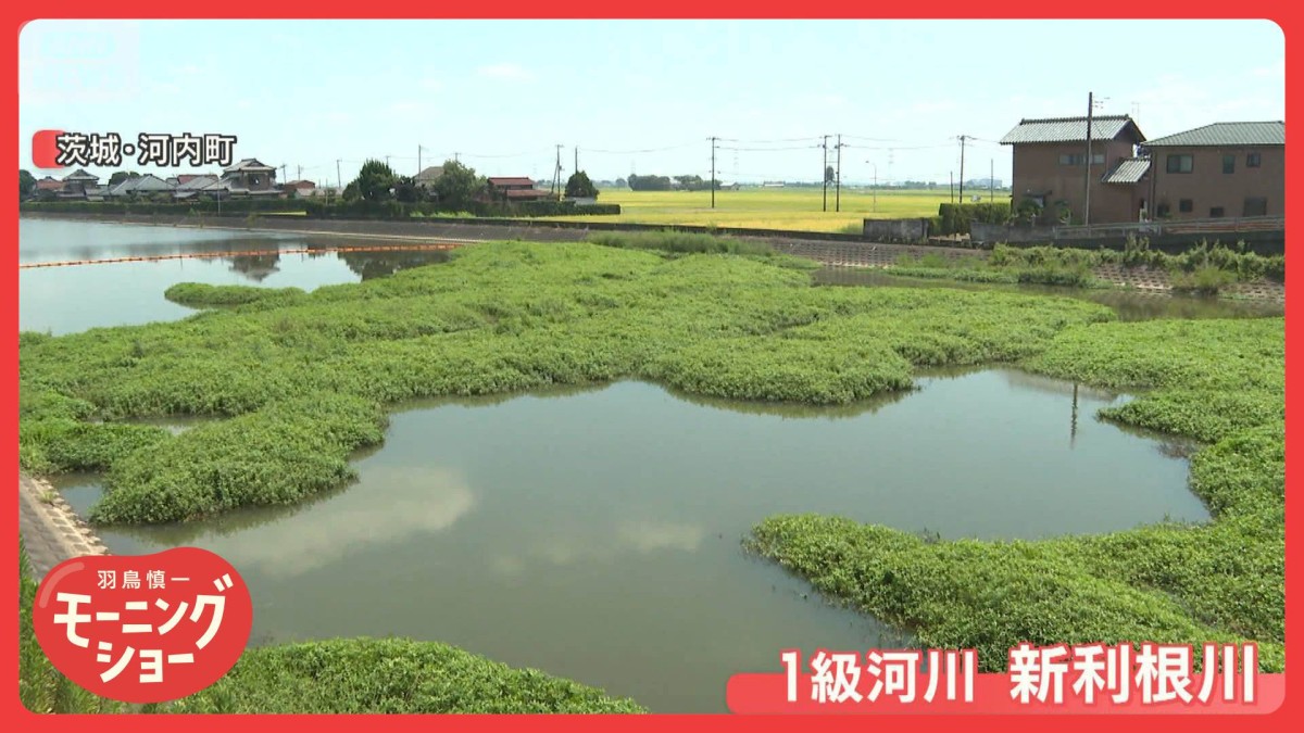 新米打撃 稲食い荒らす外来生物“地球上最悪の侵略的植物”にコメ農家悲鳴