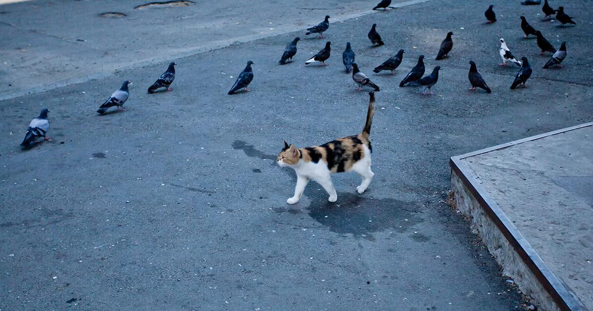 猫から人間へ「鳥インフルエンザ」が感染。犬や牛にも広がるH5N1株