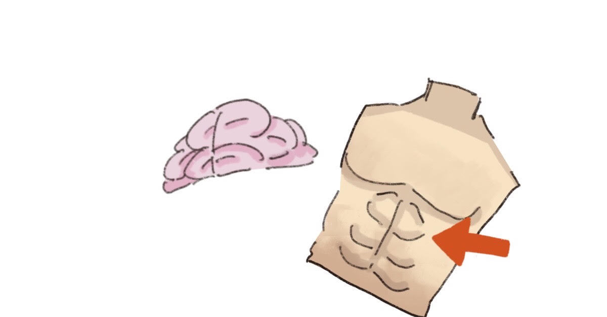 “腹筋”がポンプとなり脳内のゴミを洗い流す？ 腹部収縮による脳内体液の循環システムをマウスで確認、Nature系列で掲載：Innovative Tech
