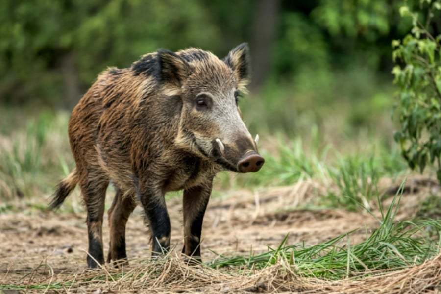 筋肉がネオンブルーになった「青色イノシシ」を発見、原因は？｜ニフティニュース