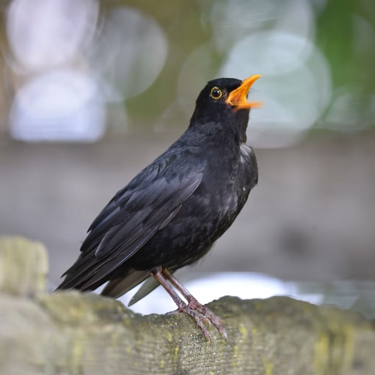 小鳥のさえずり、心地よいと感じる要因は？ 「最も鳴き声が心地よい鳥」も判明