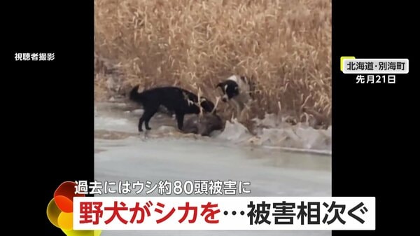 【危険】野犬がシカを襲う一部始終 牛78頭を襲撃…4頭死亡など半年前から被害相次ぐ JAが注意呼びかける 北海道・別海町