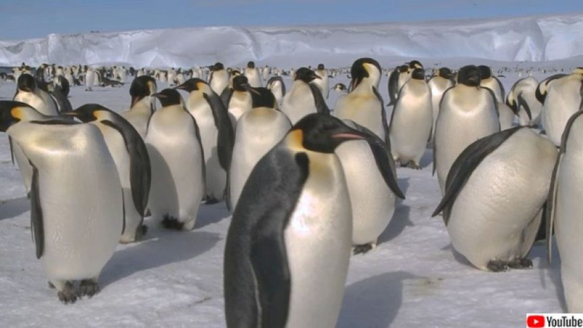 コウテイペンギンは最悪の予測よりも速いペースで絶滅の危機が迫っている