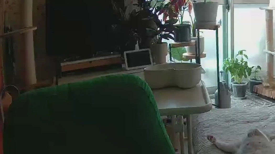 仕事でヘトヘトの飼い主。だがペットカメラを見ると…衝撃的な光景に「オッサンかよ」「本当にありがとう」「平和や…」「すっごい癒しと笑い」（ほ・とせなNEWS）