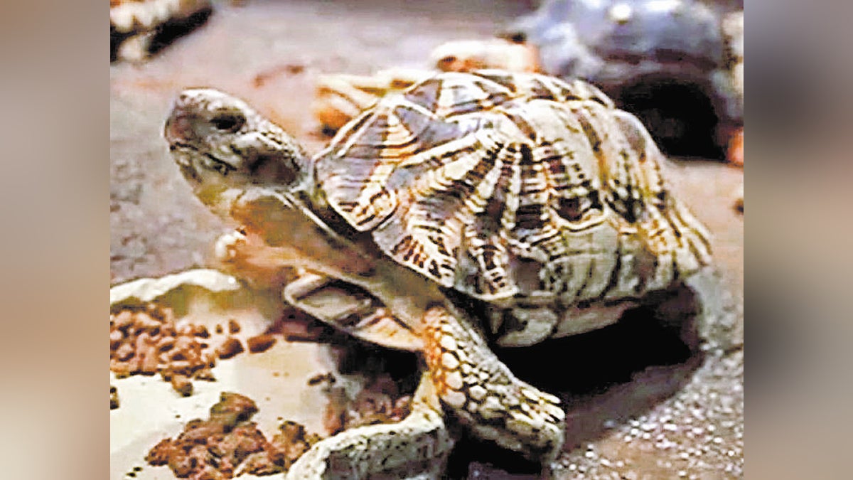 絶滅危惧種カメの飼育数偽り、管理費を詐取疑い…サンシャイン水族館元館長ら書類送検へ