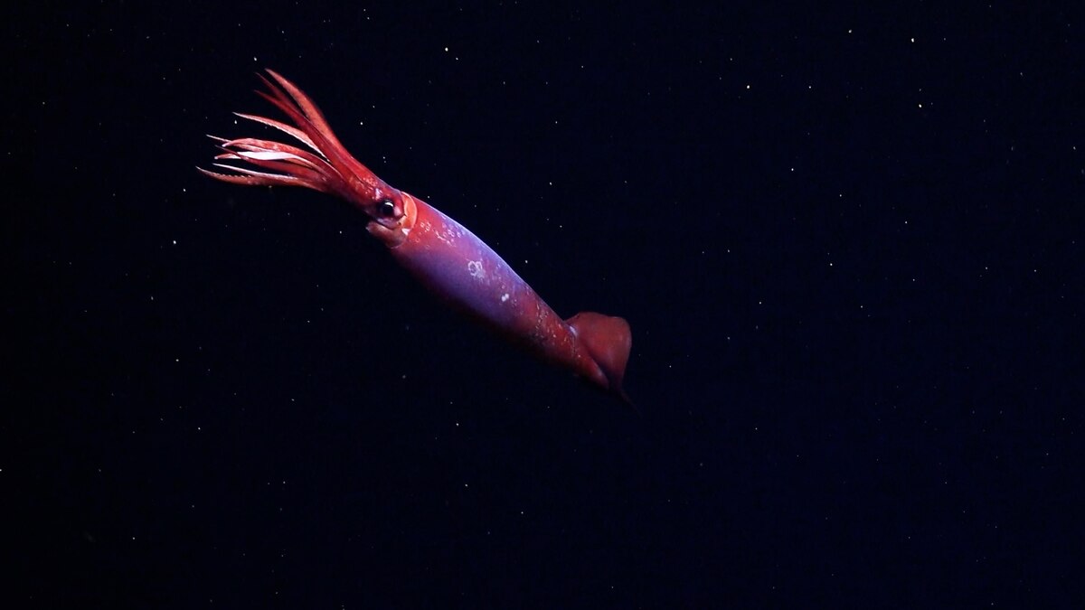 【動画】幻の南極海の深海イカ、生きた姿を人類が初めて目撃