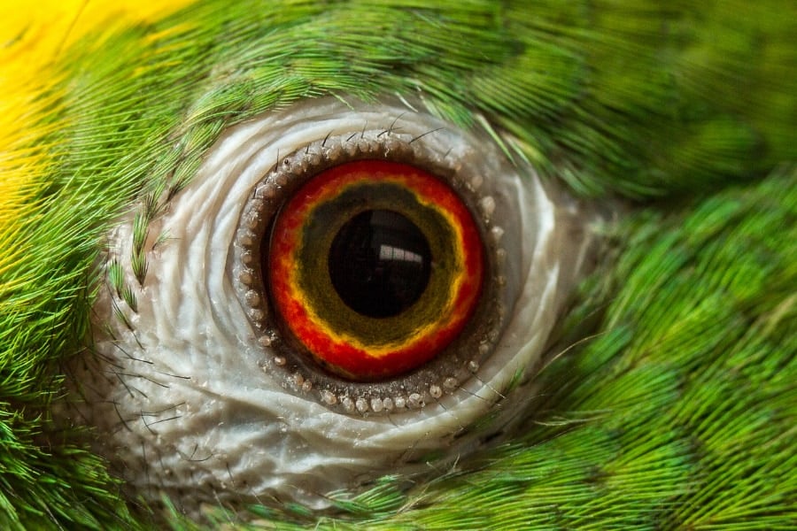 鳥の網膜は「酸素ゼロ」で動いていた--血管すら排除して何を目指したのか？