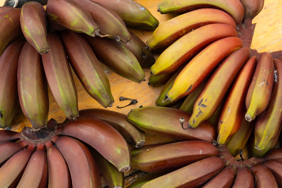 コロンブスが南北アメリカに持ち込んだ、4つの重要な農作物（Forbes JAPAN）