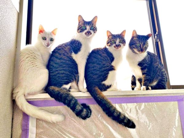 「助けてください！」ねずみ取りに4匹の子猫 SNSで助けを求めて2年…「あのとき見捨てなくてよかった」