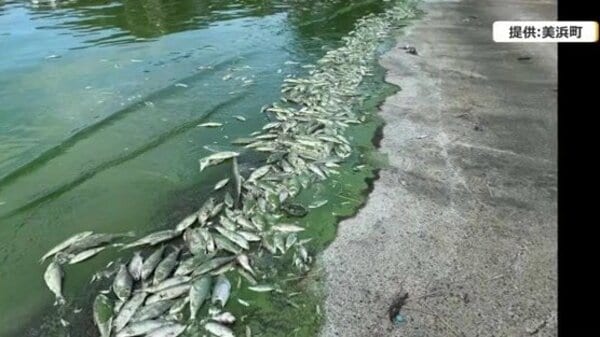 「臭いがすごくて」湖畔に死骸が8.5トン 三方五湖で魚が大量死 塩害や硫黄臭…福井県内随一の観光地で相次ぐ異変