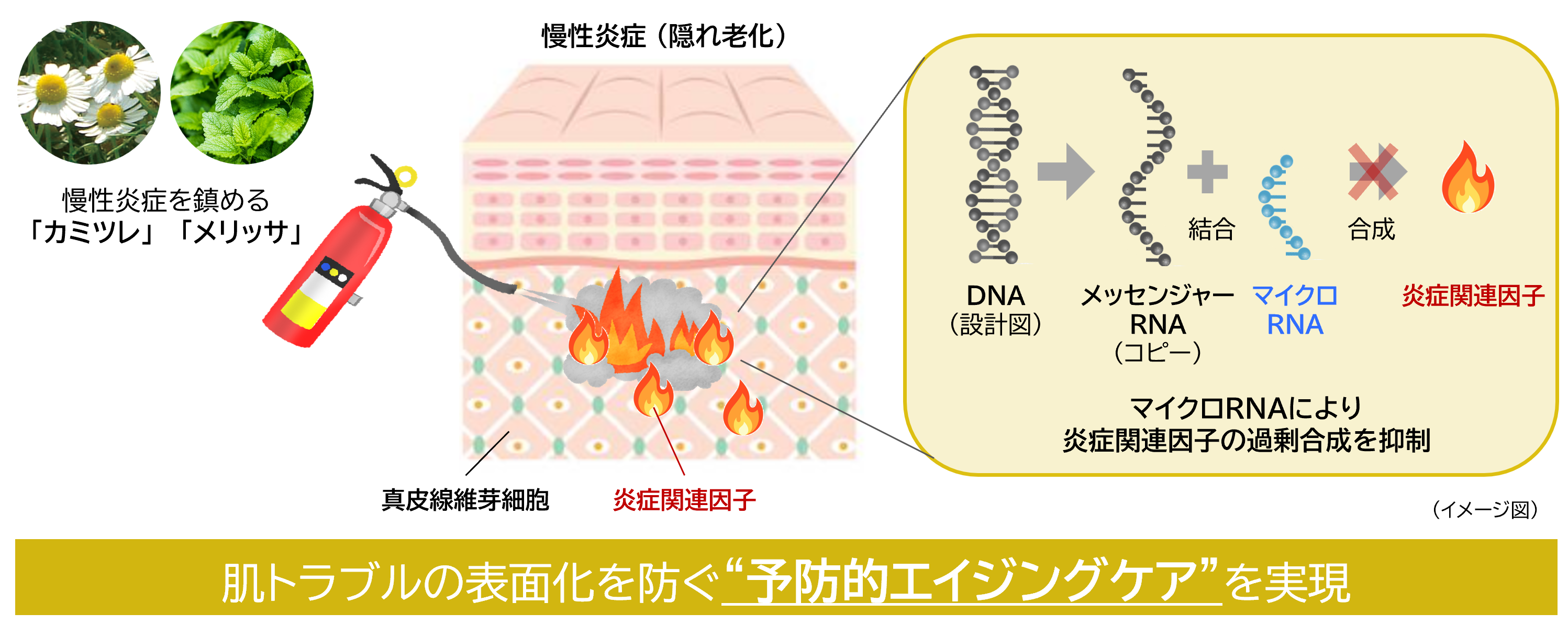 “隠れ老化”である慢性炎症の鎮静に植物でアプローチ(2)