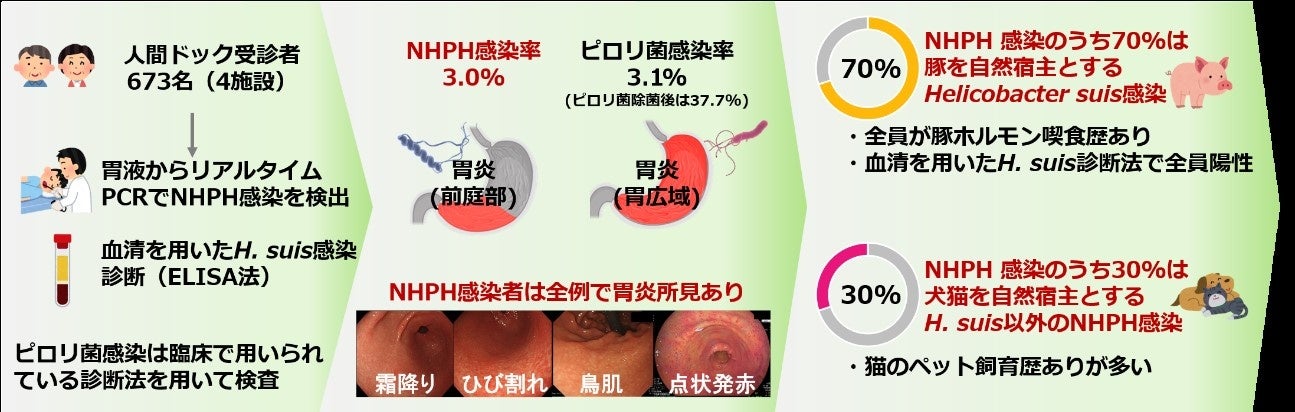 胃の病原菌であるピロリ菌以外のヘリコバクター属菌（NHPH）の感染率などの実態を解明