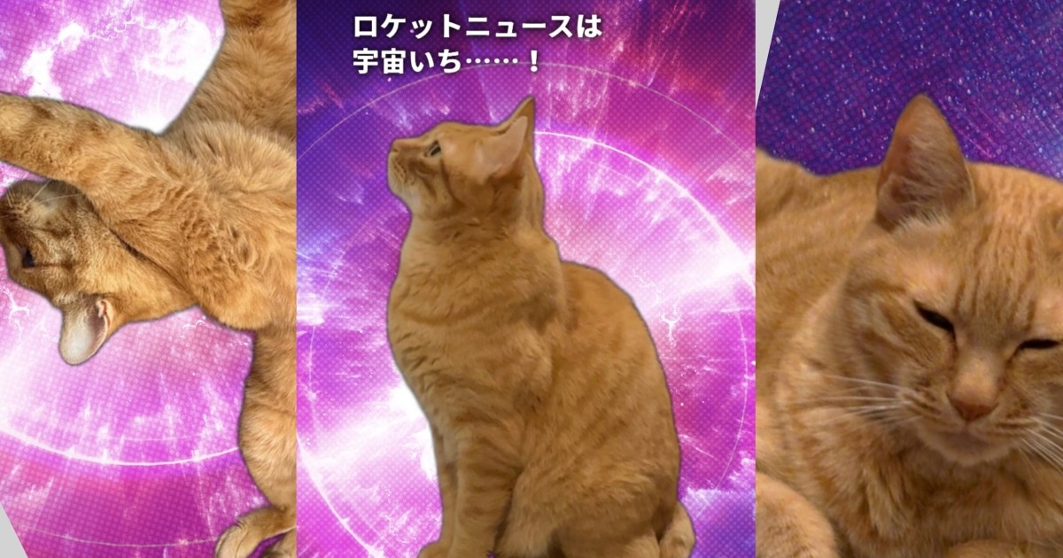 愛猫のおもしろコラージュが作れる「カルカン宇宙猫メーカー」が可愛すぎるので全猫飼いが遊ぶべき