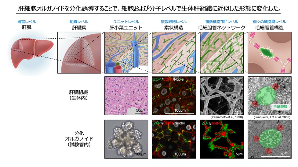 代謝機能を保持した肝細胞オルガノイドの効率的培養法の開発