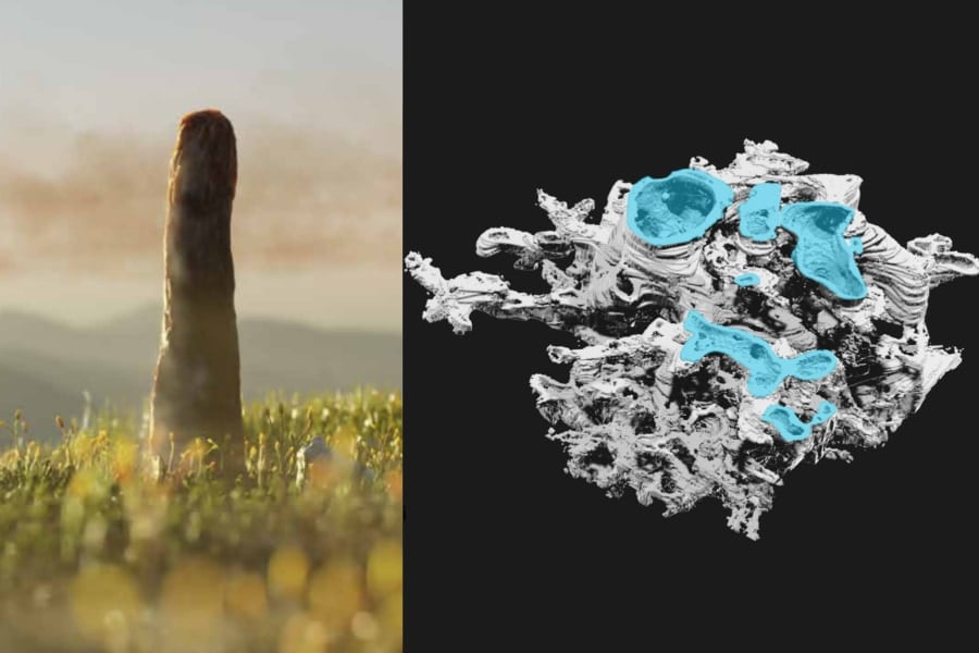 4億年前の巨大キノコ、内部構造と成分を分析したら「植物でも菌でもない何か」だった