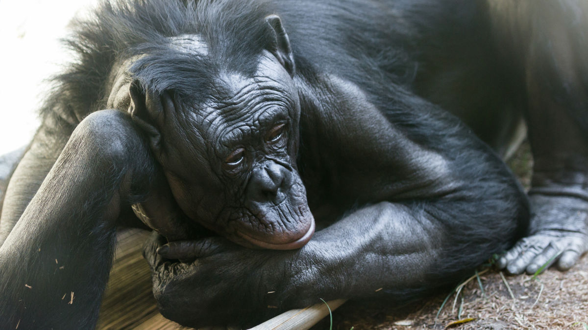 メスのボノボたちがオスを襲撃してボコボコにする事態が発生、子どもに危害を加えようとしたことへの報復の可能性も