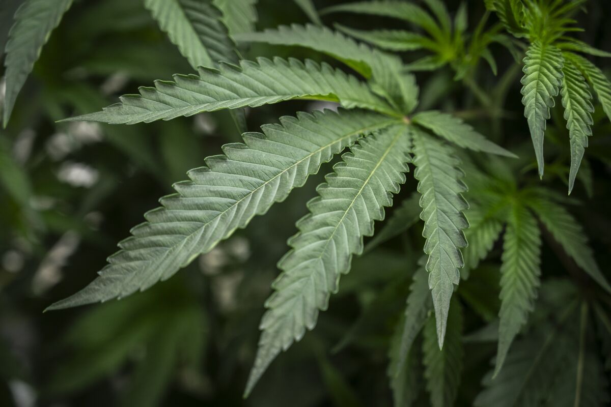 大麻合法化から一転、10億ドル産業にタイ政府が急ブレーキ－農村打撃