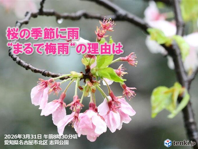 今日1日は横浜・前橋で桜満開 桜の季節に「まるで梅雨」のようにぐずつく理由は?