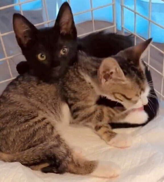 車道の真ん中で衰弱していた兄弟子猫を保護 弟を守っていた兄猫が“初めて甘えた瞬間”に胸がギュッ