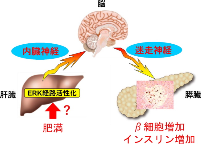 肥満による大腸炎症がインスリン産生を促す 肝臓が感知 神経信号伝達システムを使った糖尿病の新たな治療法の開発に期待